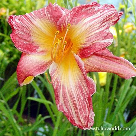 Hemerocallis Pink Stripes