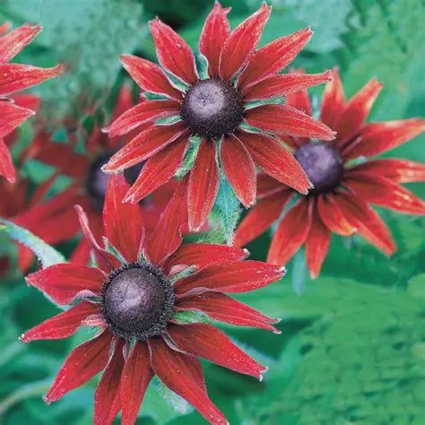 Rudbeckia Cherry Brandy