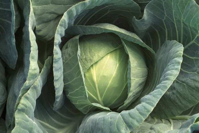 Cabbage - Fast Vantage