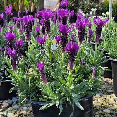 Lavender Primavera
