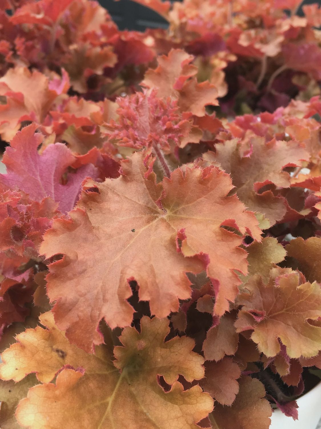 Huechera Indian Summer Orangeberry
