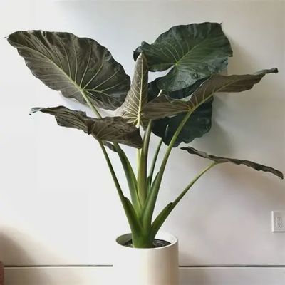 Alocasia 'Regal Shields' PPAF Elephant Ear 5"