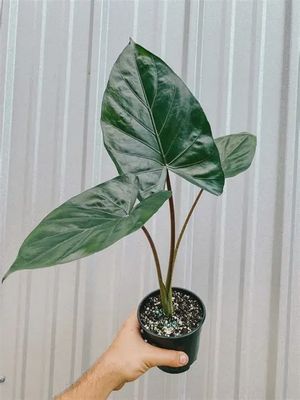 Alocasia Metal Head 5"