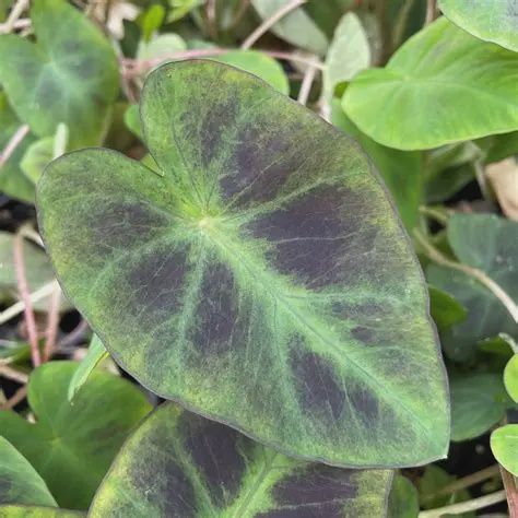 Colocasia 'Aloha' Elephant Ear 5"
