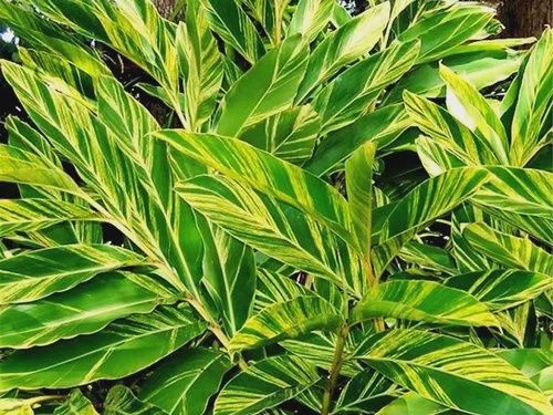 Alpina zerumbet 'Variegata' Variegated Shell Ginger 5"