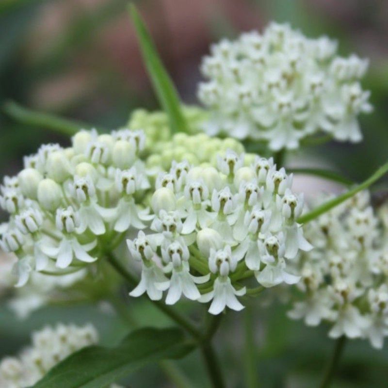Asclepias incarnata 'Ice Ballet' Butterfly Weed 5"