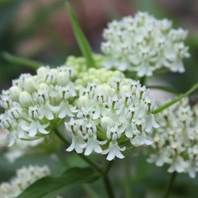 Asclepias incarnata 'Ice Ballet' Butterfly Weed 5"