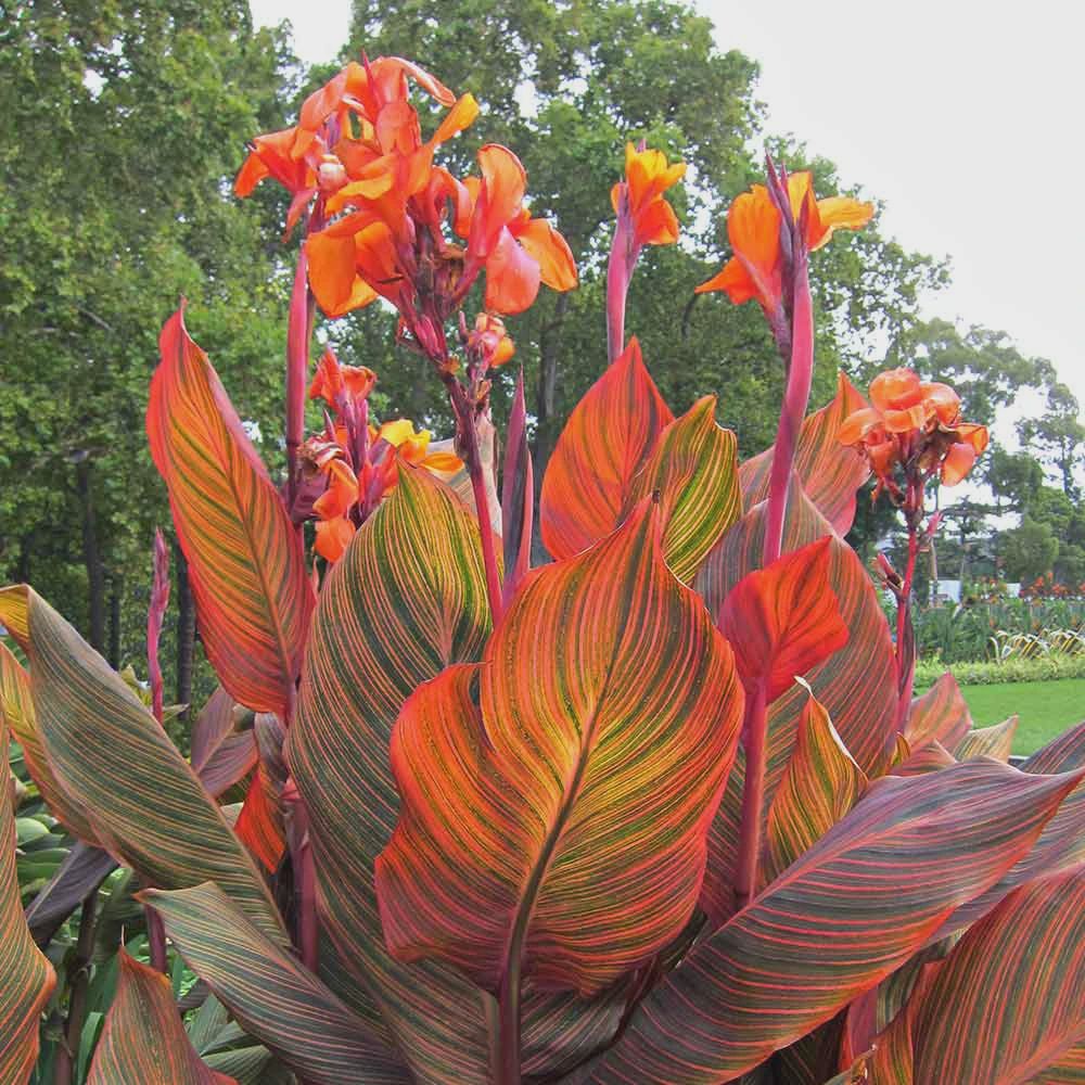 Canna 'Tropicana' Tropicana Canna 5"