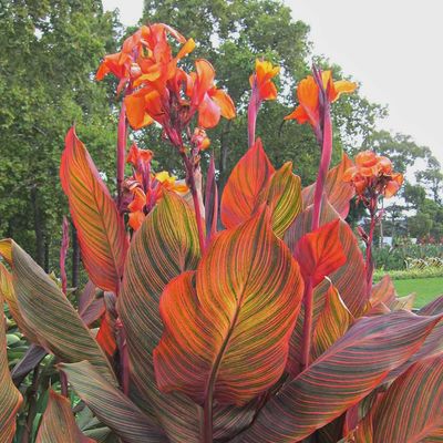Canna 'Tropicana' Tropicana Canna 5"