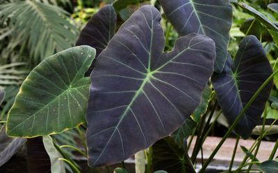Colocasia 'Coal Miner' Elephant Ear 5"
