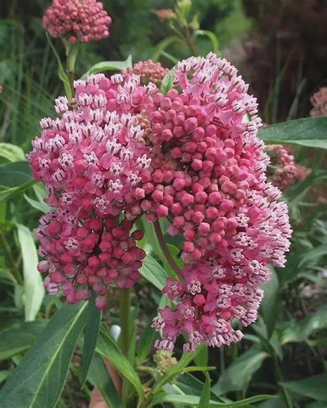 Asclepias incarnata 'Cinderella' Swamp Milkweed 5"