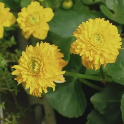 Caltha palustris 'Multiplex' Double Marsh Marigold 5"