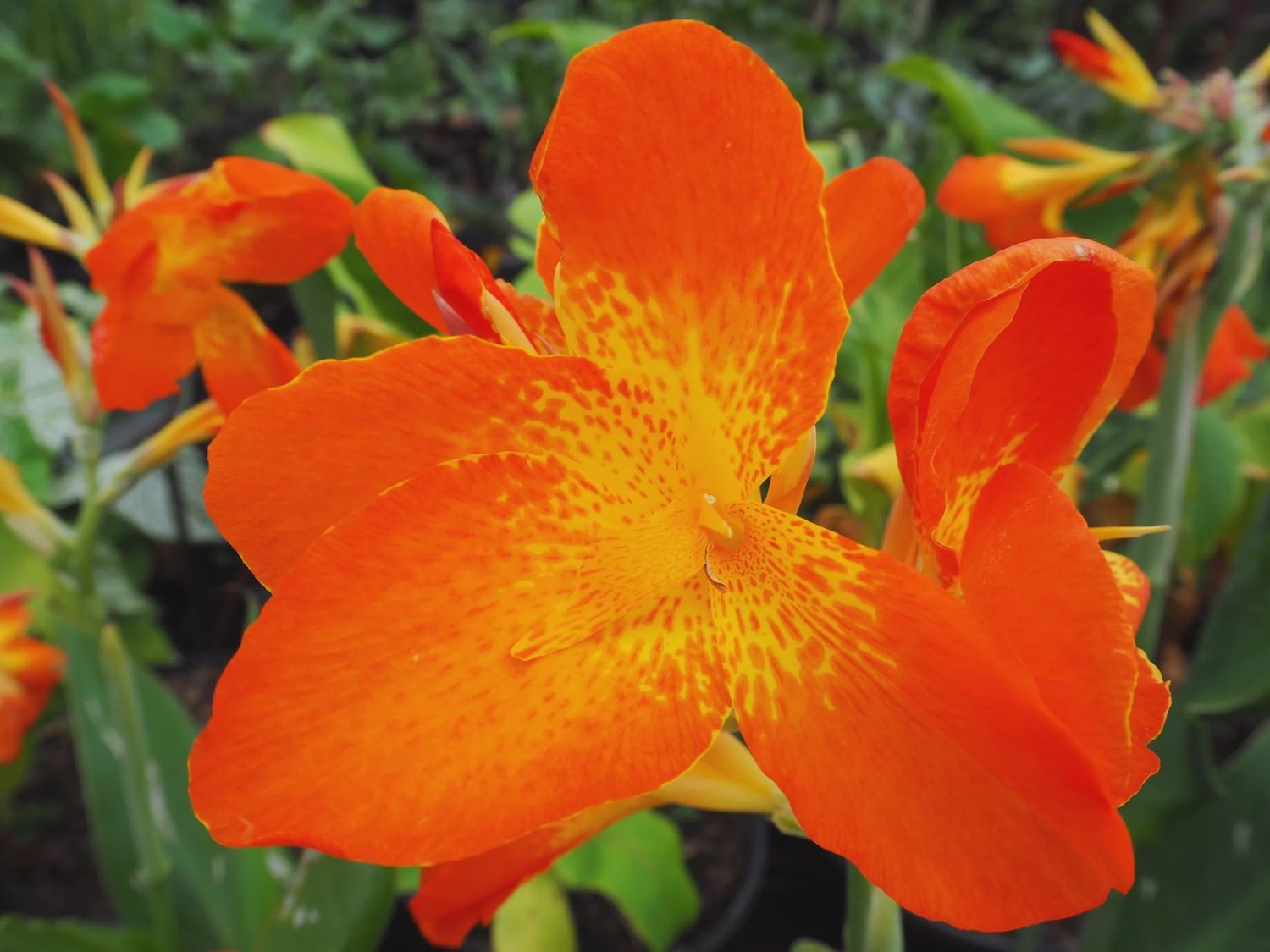 Canna 'Orange Chocolate' Orange Chocolate Canna 5"