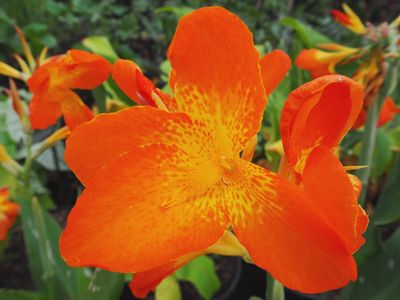 Canna 'Orange Chocolate' Orange Chocolate Canna 5"