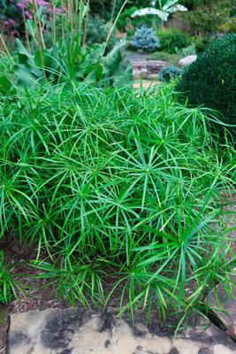Cyperus Alternifolius - Baby Tut 5"
