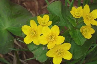 Caltha palustris Marsh Marigold 5"