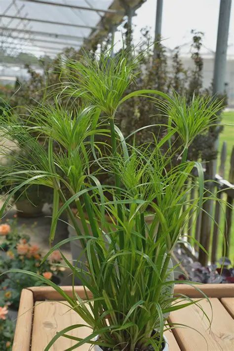 Cyperus percamenthus - Prince Tut 5"