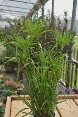 Cyperus Percamenthus - Prince Tut 5"