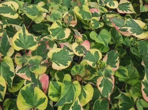 Houttuynia cordata 'Variegata' Chameleon Plant 5"