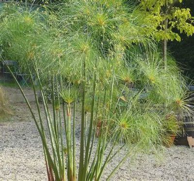 Cyperus Giant - King Tut 5"