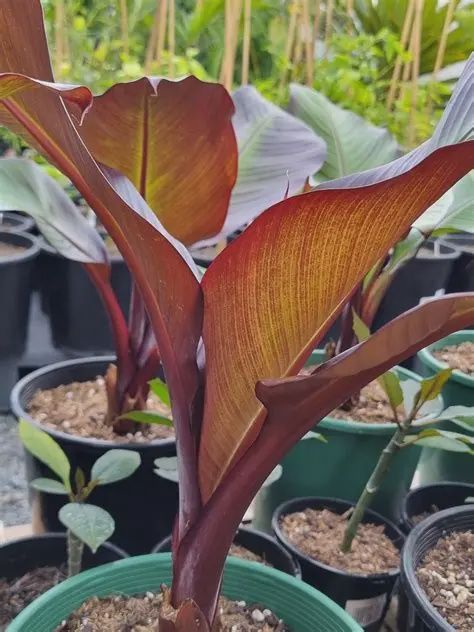 Ensete maurelii  Red Abyssinian Banana 5"