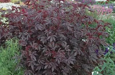 Hibiscus acetosella 'Burgundy Aquaris' 5"