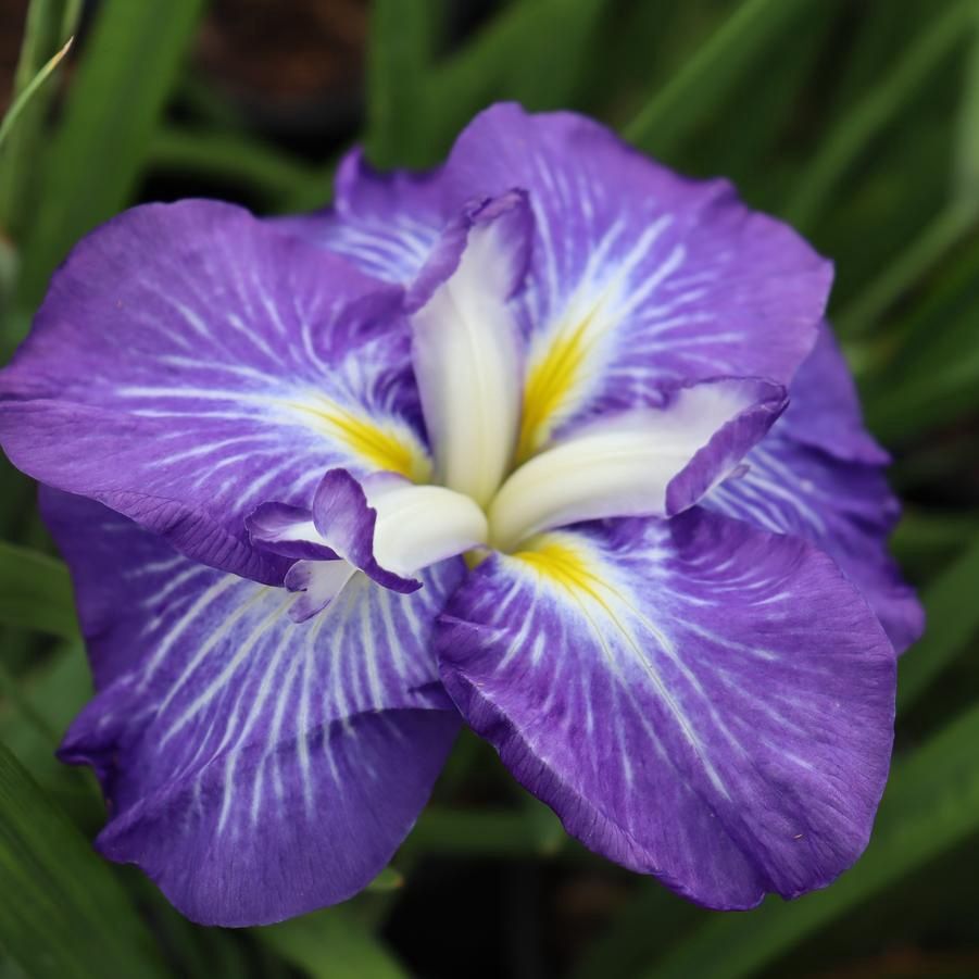 Iris ensata Dinner Plate™ 'Carrot Cake'  Japanese Iris 5"