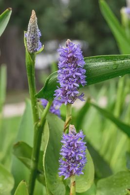 Pontederia cordata Purple Pickerelweed 5"