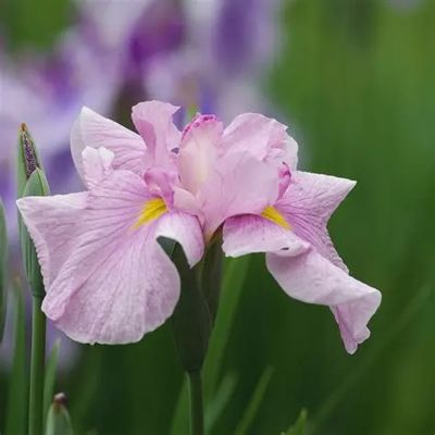 Iris ensata Dinner Plate™ 'Tub Tim Grob' Japanese Iris 5"