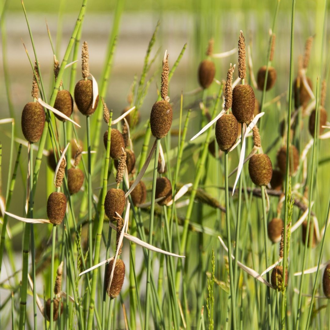 Typha minima Miniature Cattail 5"