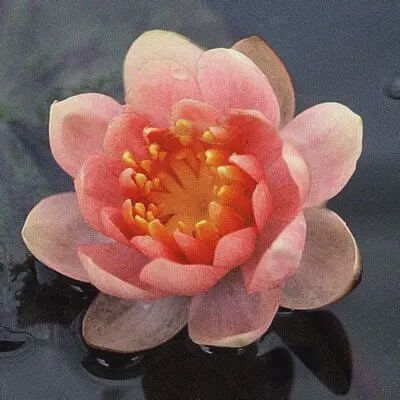 Nymphaea Aurora Mini (Orange) Water Lily 5"