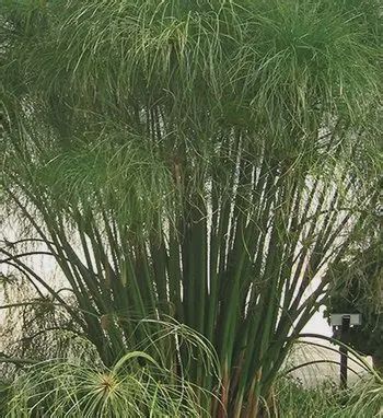 Cyperus Prolifer - Queen Tut 5"