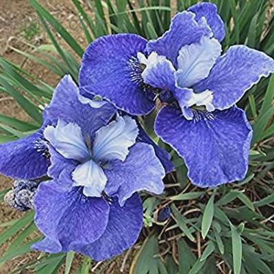 Iris siberica 'Painted Desert' Siberian Iris 5"