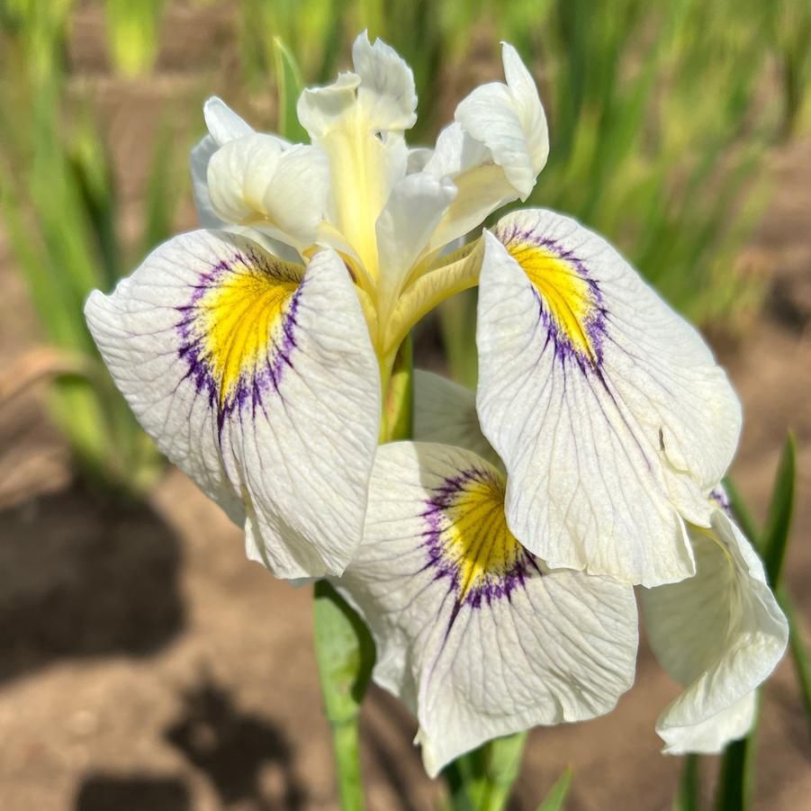 Iris pseudata Blue Psuedata Iris 5"