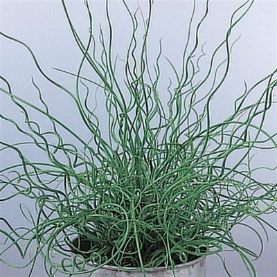 Juncus effusus Spiralis Corkscrew Rush 5"