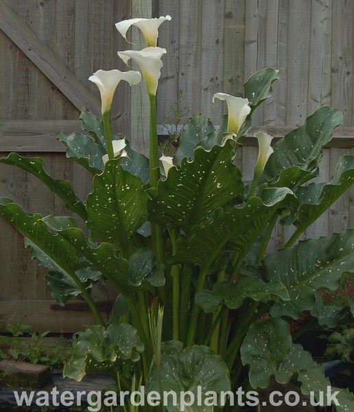 Zantedeschia Variegata 'White Giant' Water Calla 5"