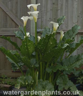 Zantedeschia Variegata 'White Giant' Water Calla 5"
