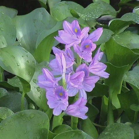 Eichhornia Crassipes Water Hyacinth