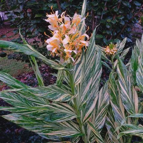 Hedychium 'Vanilla Ice' Variegated Ginger 5"