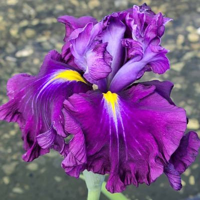 Iris ensata Dinner Plate™ 'Blueberry Pie' Japanese Iris 5"