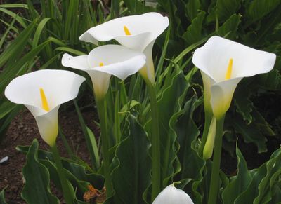 Zantedeschia aethiopica Water Calla 5"