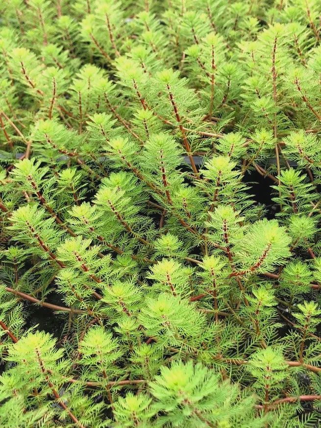 Myriophyllum brasiliensis Red Stemmed Parrot's Feather 5"