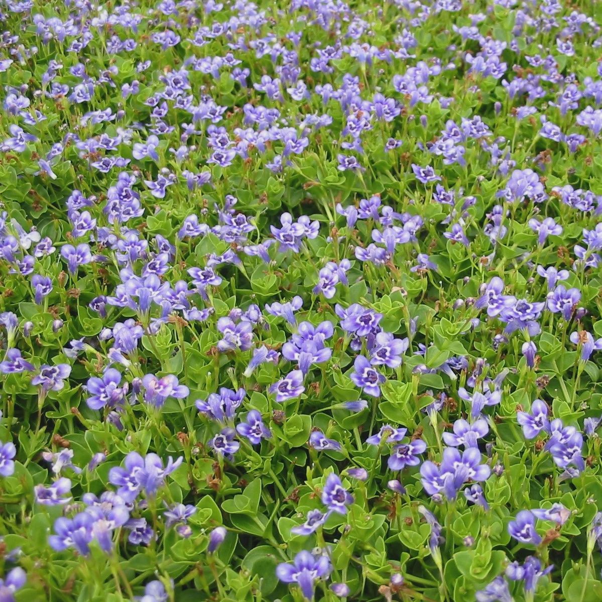 Lindernia grandiflora Blue Moneywort 5"
