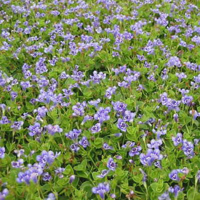 Lindernia grandiflora Blue Moneywort 5"