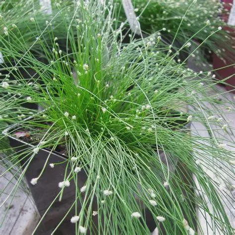 Scirpus cernuus Fiber Optic Grass 5"
