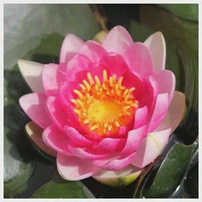 Nymphaea Attraction (Red) Water Lily 5"