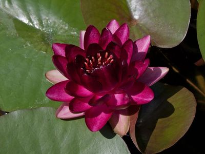 Nymphaea Perry's Almost Black (PPI) Water Lily 5"