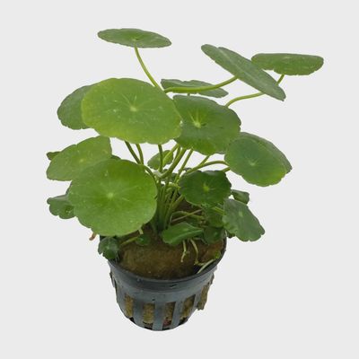 Hydrocotyle vulgaris Water Pennywort 5"