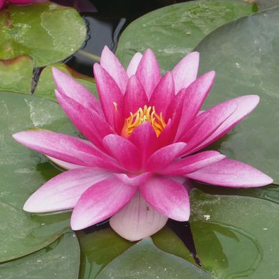 Nymphaea Charles de Meurville (Pink) Water Lily 5"