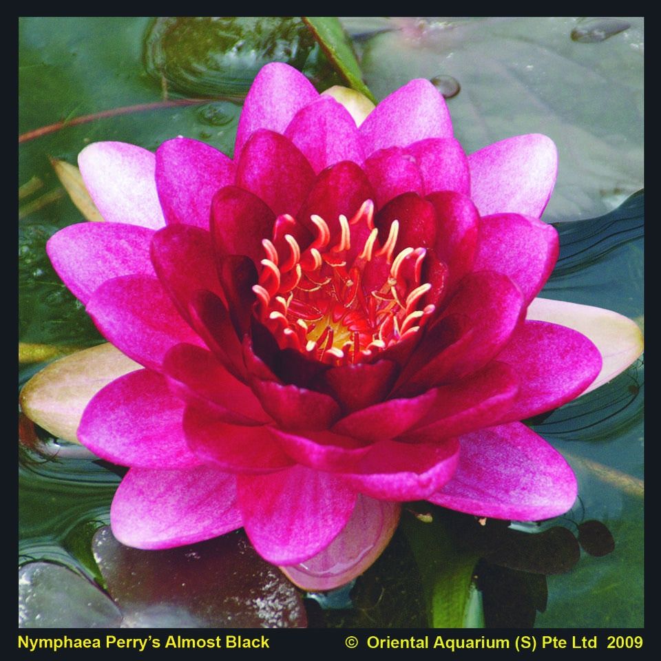 Nymphaea Perry's Almost Black (PPI) Water Lily 8"